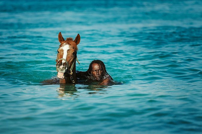 Experience the Swimming Horses at Carlisle Bay & the Garrison - How the two-hour schedule works