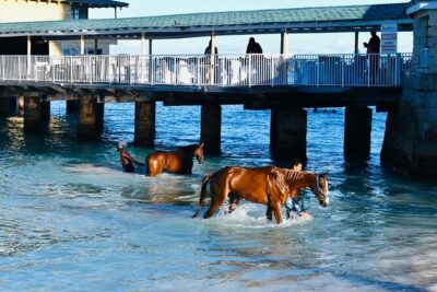 Experience the Swimming Horses at Carlisle Bay & the Garrison