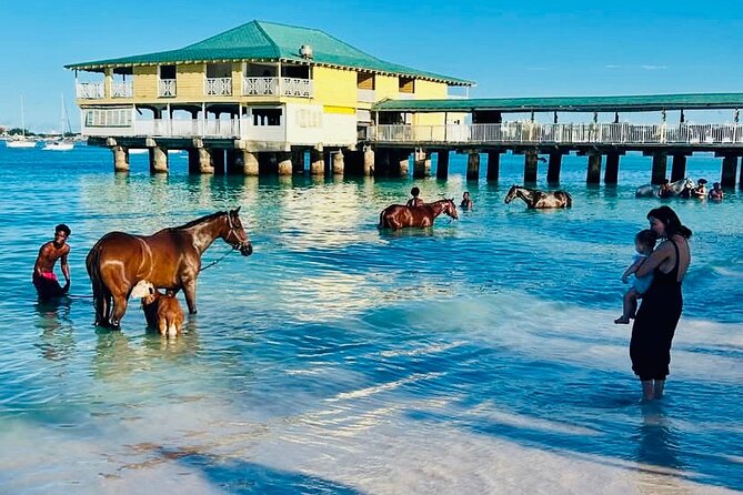 Experience the Swimming Horses at Carlisle Bay & the Garrison - Who will enjoy this Barbados experience?