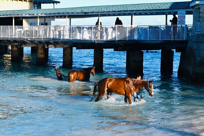 Experience the Swimming Horses at Carlisle Bay & the Garrison - The Garrison adds more than a quick photo stop