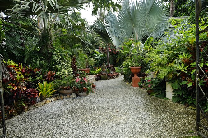 Explore the Enchanted Gardens of Barbados - Welchman Hall Gully and the search for Green Monkeys
