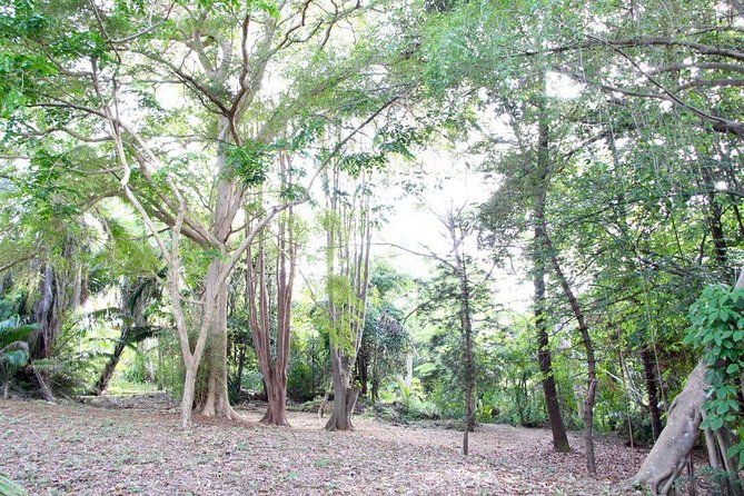 Garden Delight Full-Day Tour in Barbados - Lunch and drinks make the package easier
