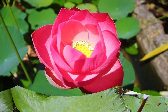 Garden Delight Full-Day Tour in Barbados - Is $175 a fair price?