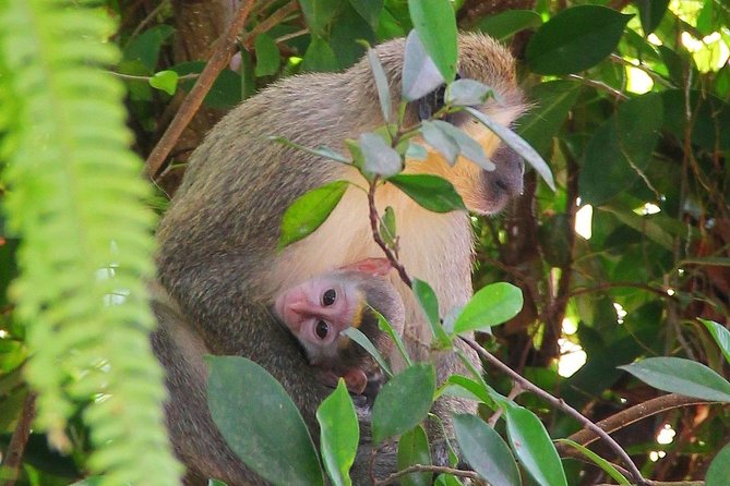 Green Monkey Time - Welchman Hall Gully: 45 minutes in a tropical forest