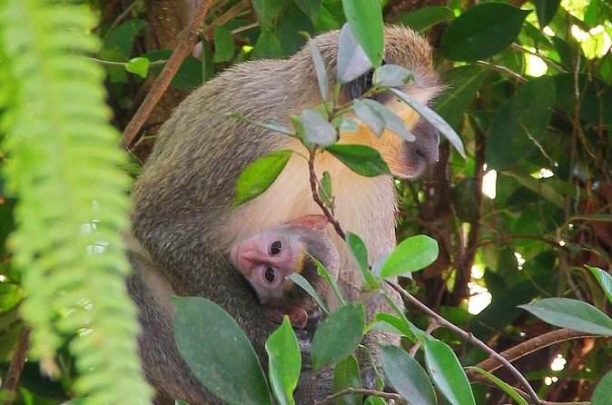 Green Monkey Time - Guide service and the value of local knowledge