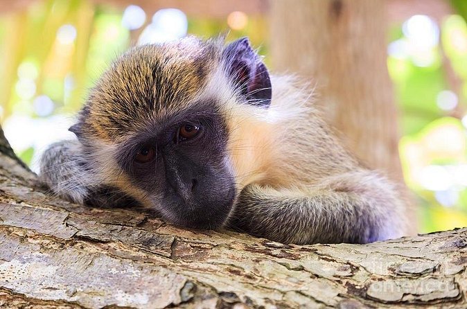 Green Monkey Time - Weather, cancellations, and planning tips