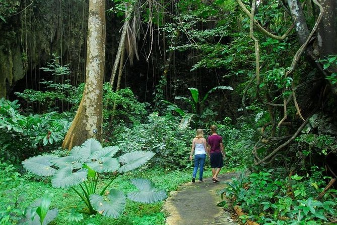Green Monkey Time - Barbados Wildlife Reserve: mahogany forest and more animals
