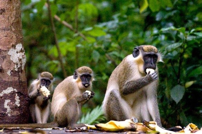Half-Day Barbados Caves and Critters Tour with Pick Up - Key points to know before you book
