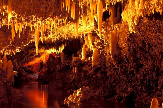Half-Day Barbados Caves and Critters Tour with Pick Up - Harrison’s Cave by electric tram
