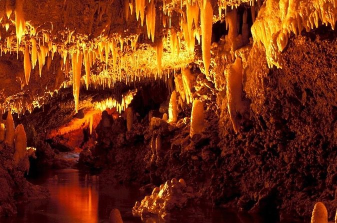 Half-Day Barbados Caves and Critters Tour with Pick Up - Timing, pickup, and what to bring