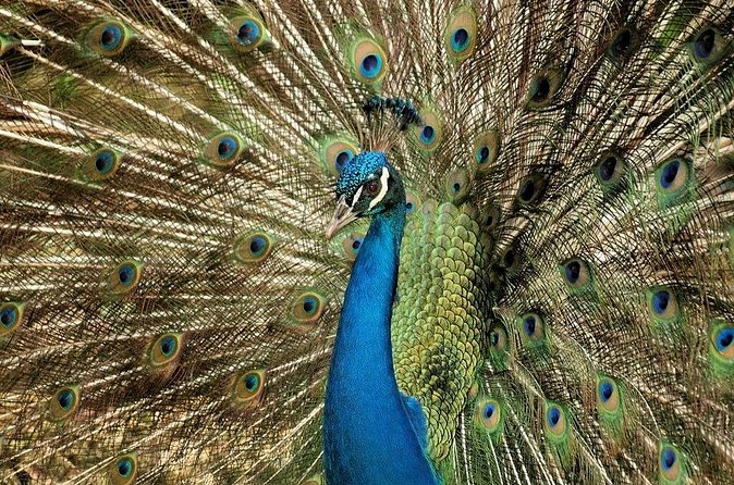 Half-Day Barbados Caves and Critters Tour with Pick Up - FAQ