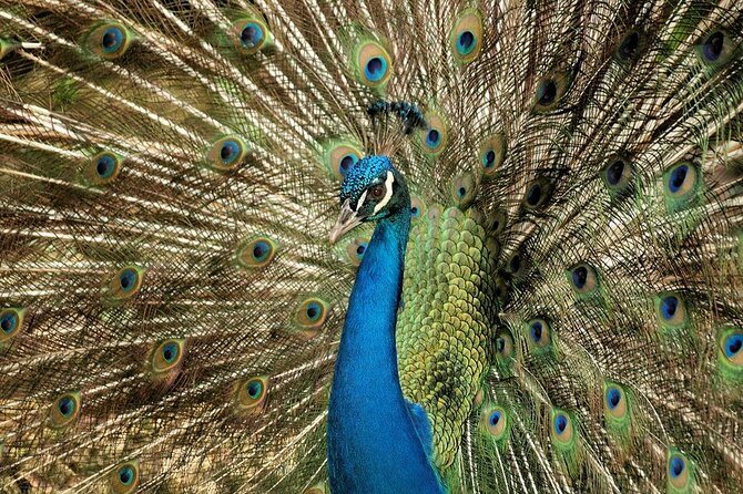 Half-Day Barbados Caves and Critters Tour with Pick Up - Barbados Wildlife Reserve and the monkey feeding