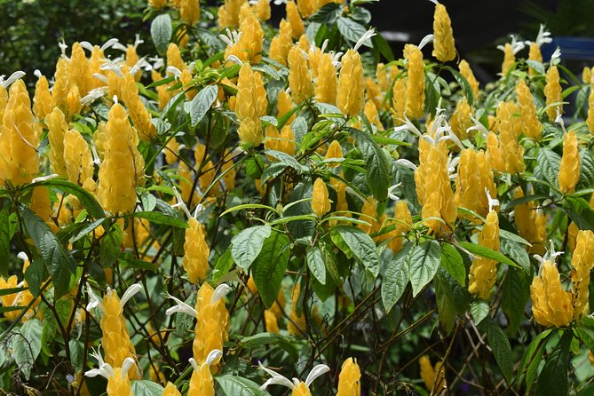 Half-Day Barbados Tour Harrisons Cave Hunte's Garden and Bathsheba - The driver-guide can shape the morning