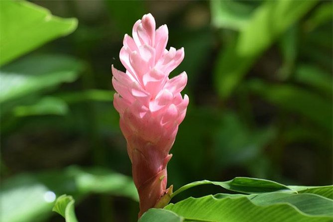 Half-Day Barbados Tour Harrisons Cave Hunte's Garden and Bathsheba - Hunte’s Garden, where the path keeps changing