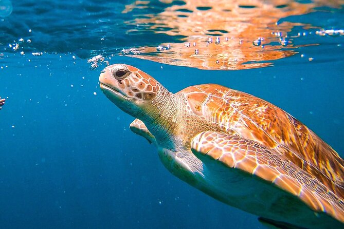 Harbour Lights-Chair &Turtle Shipwreck Snorkel Tour(10:30-1:30pm) - Key points to know before you book