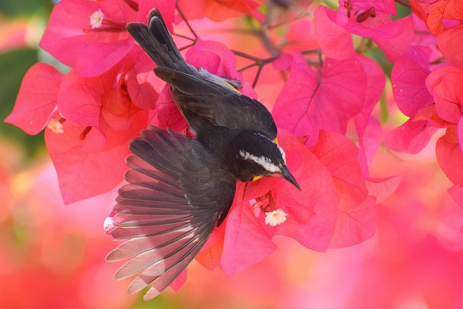 Hunte's Garden and St Nicholas Abbey small group Barbados tour - Why Hunte’s Garden is worth the morning drive