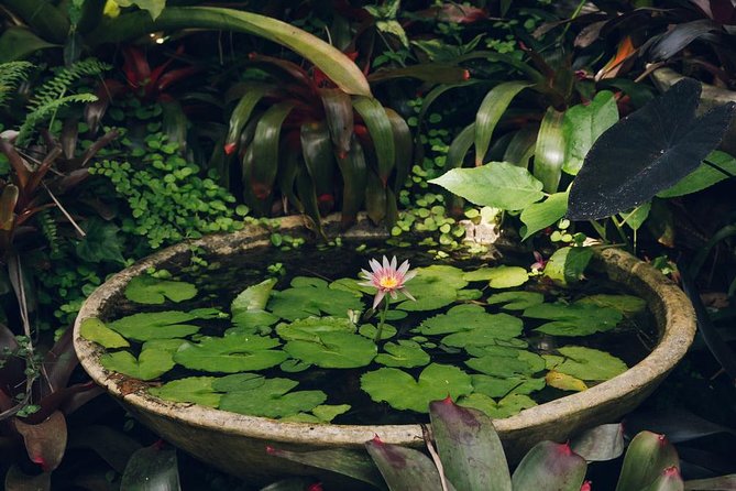 Hunte's Gardens - The plants, birds, and small details to watch for