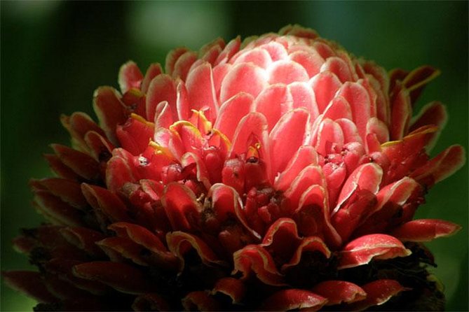 Natural Wonders of Barbados Small-Group with Harrison's Cave - Hunte’s Gardens or Flower Forest
