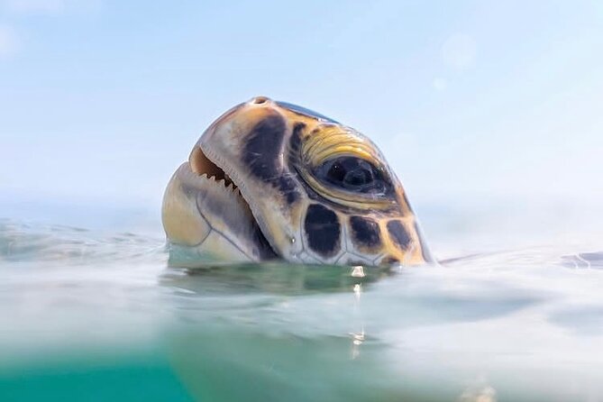 Private catamaran sail & snorkel - Snorkeling around coral, fish, rays, and wrecks