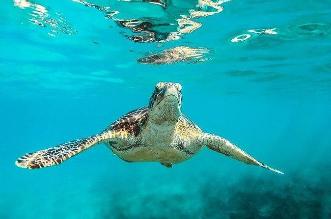 Private Tour: Barbados Catamaran Snorkeling Cruise - How the five hours unfold