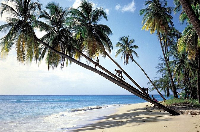 Scenic Barbados Coast To Coast Half-Day Tour - Is $90 a fair price?