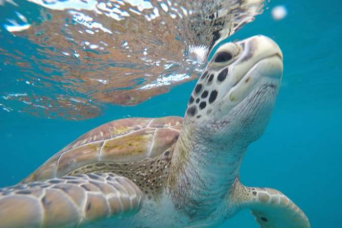 Shasa private catamran sailing cruise, Snorkel with turtles. - Why a small catamaran changes the day