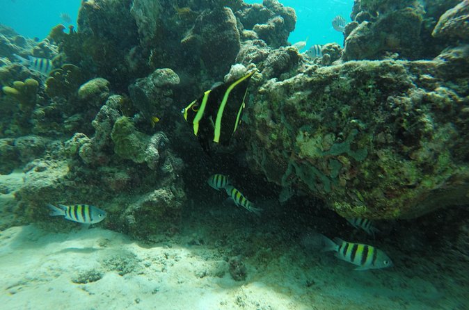 Shasa private catamran sailing cruise, Snorkel with turtles. - Sailing time is part of the attraction