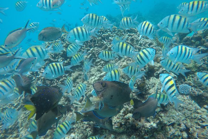 Shasa private catamran sailing cruise, Snorkel with turtles. - Captain Jason and the crew