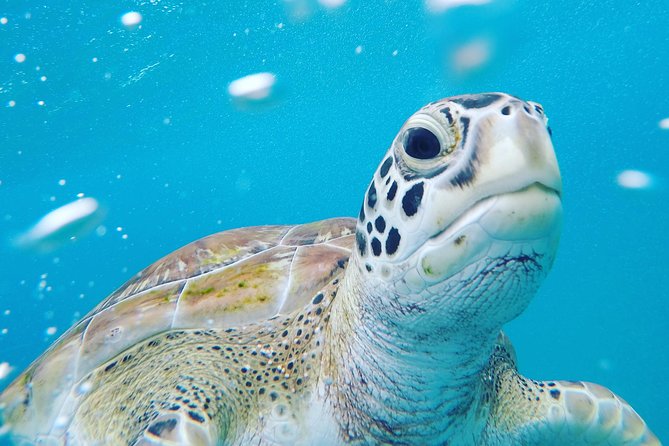 Shasa private catamran sailing cruise, Snorkel with turtles. - Setting off from The Sandpiper at 9:00 am