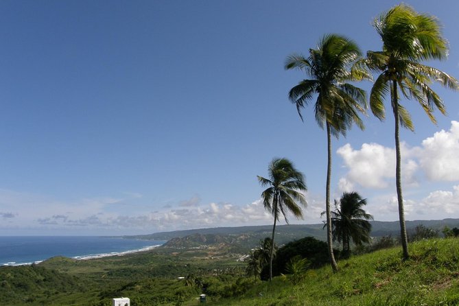 Taste of Barbados Full-Day Sightseeing tour - Barbados Wildlife Reserve: green monkeys at their best