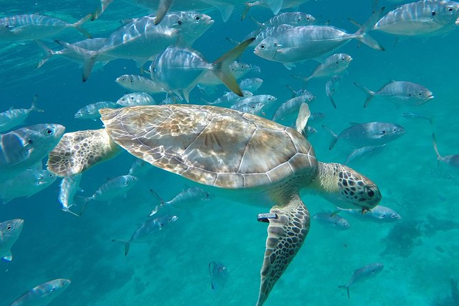 Ultimate Barbados Beach Day And Snorkel Cruise - The crew and the human side of the outing