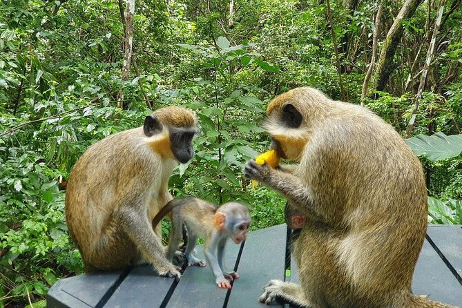 Welchman Hall Gully, Hunte’s Garden and Peg Farm Family Day - Who Will Enjoy This Family Nature Day?