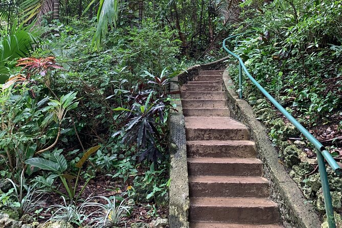 Welchman Hall Gully, Hunte’s Garden and Peg Farm Family Day - Welchman Hall Gully: Rainforest, Shade and Green Monkeys